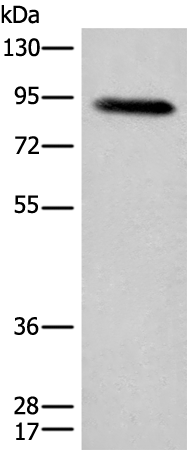 Rabbit Polyclonal Antibody to C1R