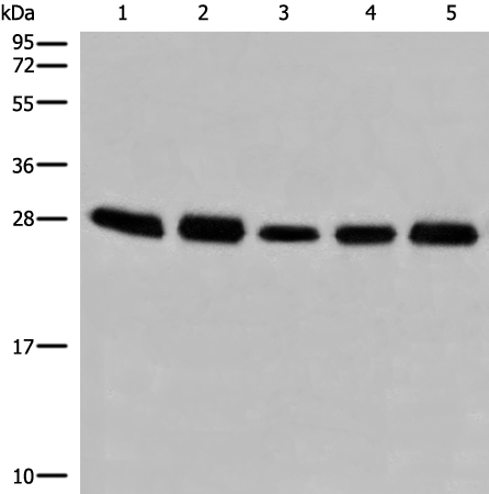 Rabbit Polyclonal Antibody to GATD3B