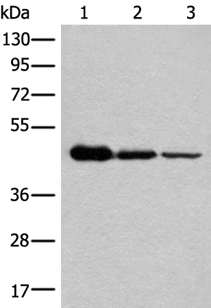 Rabbit Polyclonal Antibody to NADK2