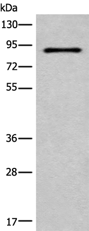 Rabbit Polyclonal Antibody to C7