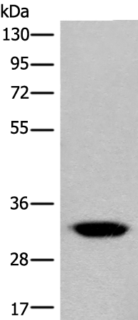 Rabbit Polyclonal Antibody to CACNG3