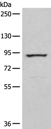 Rabbit Polyclonal Antibody to CAGE1