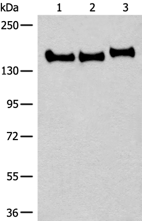 Rabbit Polyclonal Antibody to CNTNAP2