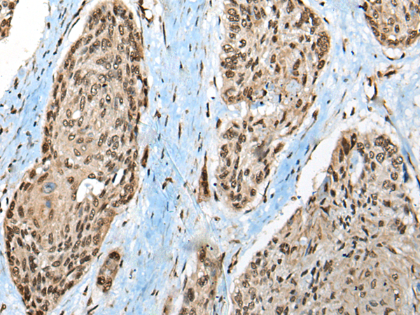 Rabbit Polyclonal Antibody to CCDC12