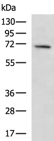 Rabbit Polyclonal Antibody to CCDC120