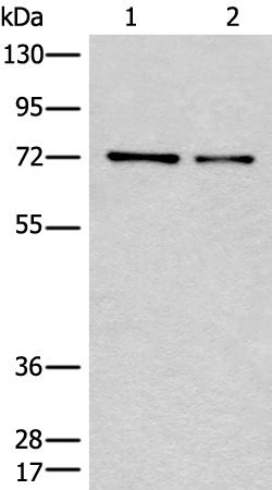 Rabbit Polyclonal Antibody to CCNK