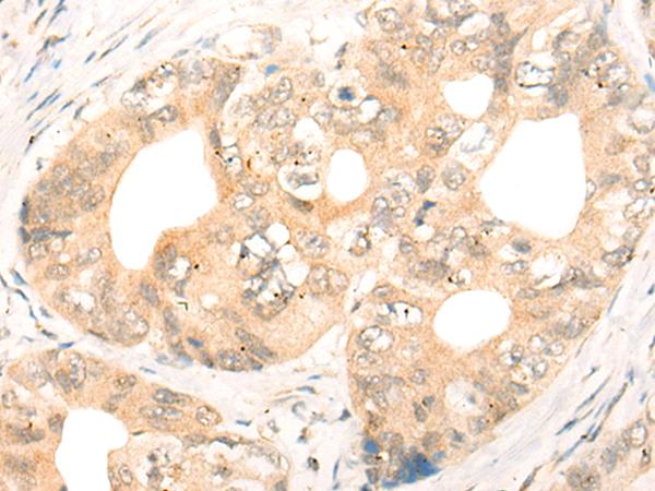 Rabbit Polyclonal Antibody to CD86