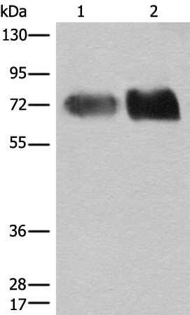 Rabbit Polyclonal Antibody to SLC3A2