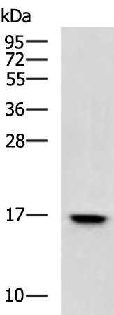 Rabbit Polyclonal Antibody to CDA