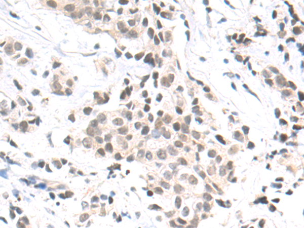 Rabbit Polyclonal Antibody to CDC45