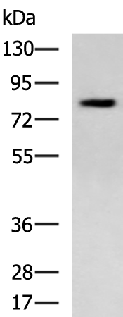 Rabbit Polyclonal Antibody to ACAP1