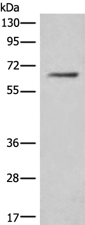 Rabbit Polyclonal Antibody to CEP57
