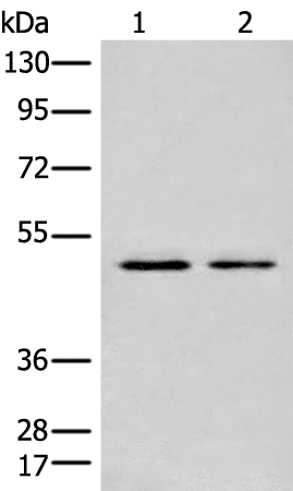 Rabbit Polyclonal Antibody to CHIT1