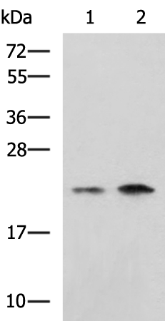 Rabbit Polyclonal Antibody to CHMP6