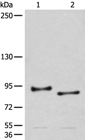 Rabbit Polyclonal Antibody to CHRD