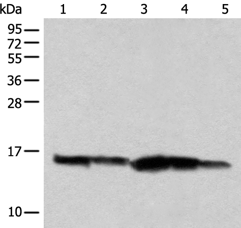 Rabbit Polyclonal Antibody to CISD1