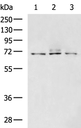 Rabbit Polyclonal Antibody to CLINT1