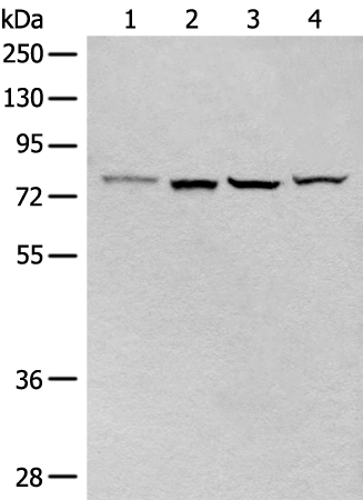 Rabbit Polyclonal Antibody to CLPTM1