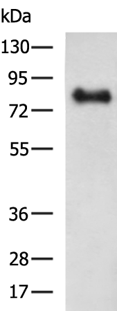 Rabbit Polyclonal Antibody to COIL