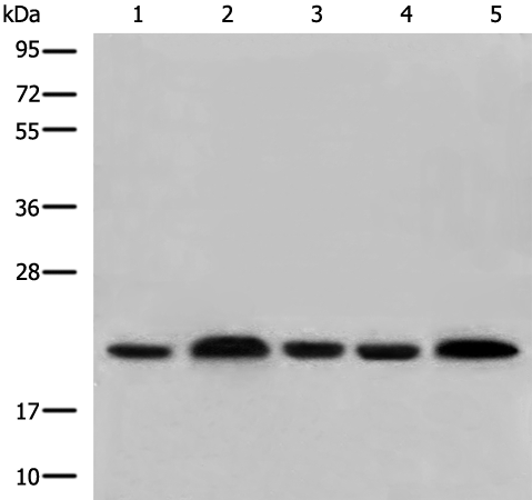 Rabbit Polyclonal Antibody to COMMD1