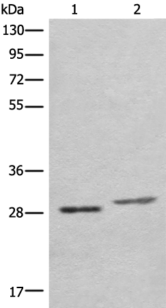 Rabbit Polyclonal Antibody to COMT