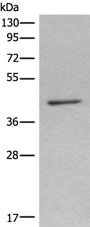 Rabbit Polyclonal Antibody to NR1I3