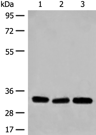 Rabbit Polyclonal Antibody to COPE