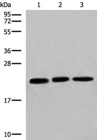 Rabbit Polyclonal Antibody to COPS8