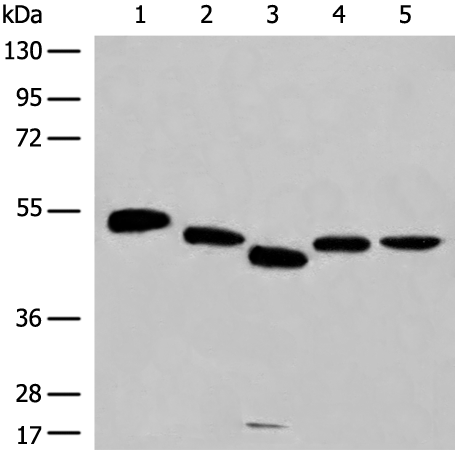 Rabbit Polyclonal Antibody to RCOR3