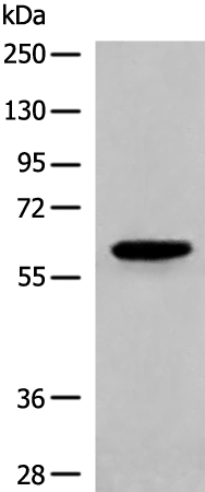Rabbit Polyclonal Antibody to CORO2A