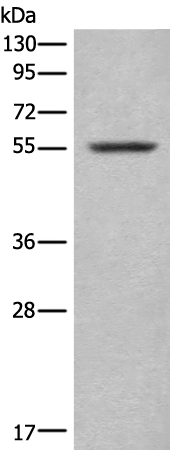 Rabbit Polyclonal Antibody to CORO2B