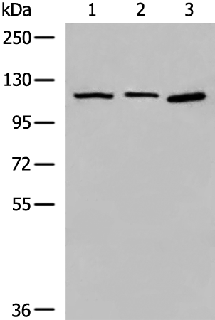 Rabbit Polyclonal Antibody to CORO7