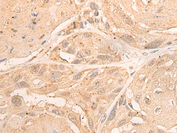 Rabbit Polyclonal Antibody to DMC1