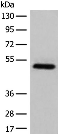 Rabbit Polyclonal Antibody to TRIM39