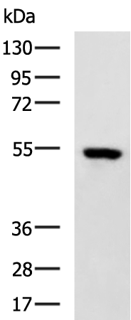 Rabbit Polyclonal Antibody to MIER1