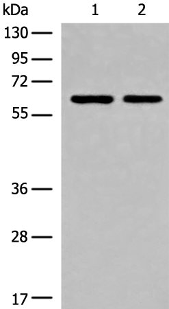 Rabbit Polyclonal Antibody to CREB3L2