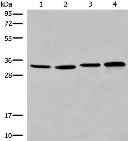 Rabbit Polyclonal Antibody to CYB5R1