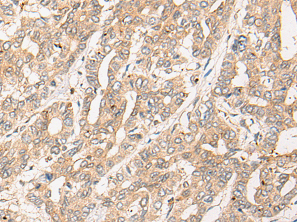 Rabbit Polyclonal Antibody to CYB5R4