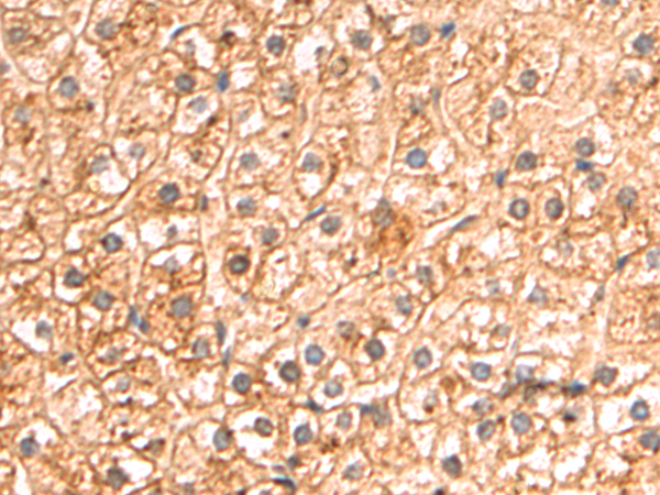 Rabbit Polyclonal Antibody to DCBLD1