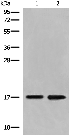 Rabbit Polyclonal Antibody to DCTD