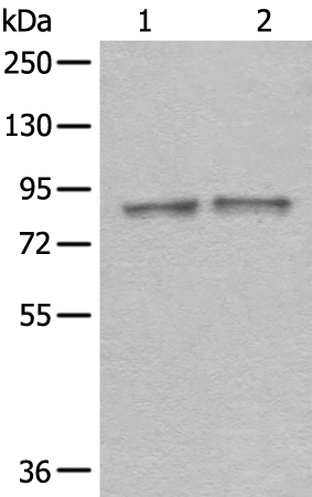 Rabbit Polyclonal Antibody to DDX1