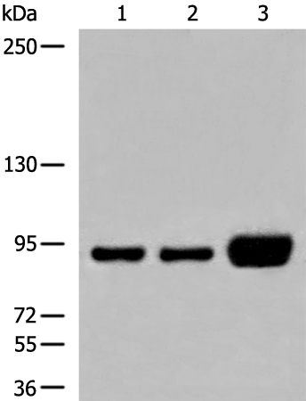Rabbit Polyclonal Antibody to DDX27