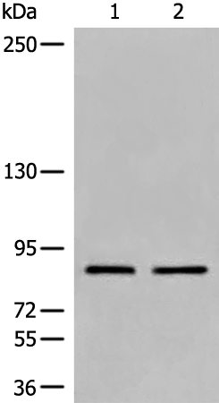 Rabbit Polyclonal Antibody to DDX50