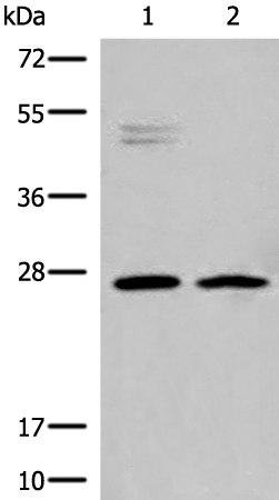 Rabbit Polyclonal Antibody to HLA-DMB