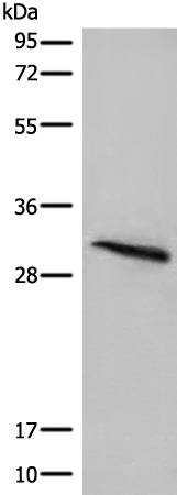 Rabbit Polyclonal Antibody to ITM2B