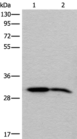 Rabbit Polyclonal Antibody to IMPA1