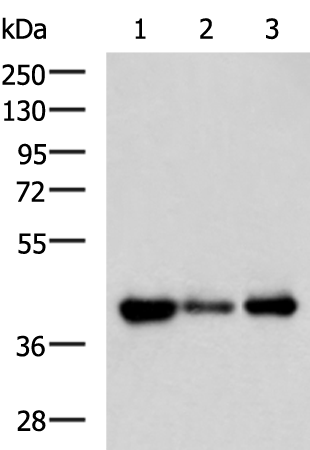 Rabbit Polyclonal Antibody to SH3GL2