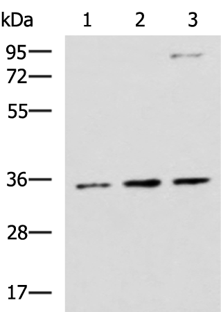 Rabbit Polyclonal Antibody to STX5