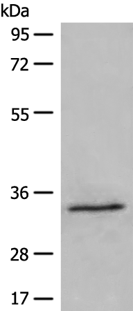 Rabbit Polyclonal Antibody to DIMT1
