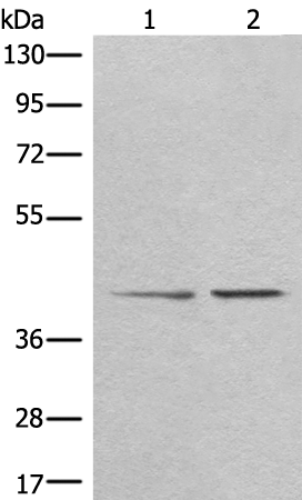 Rabbit Polyclonal Antibody to TMEM248